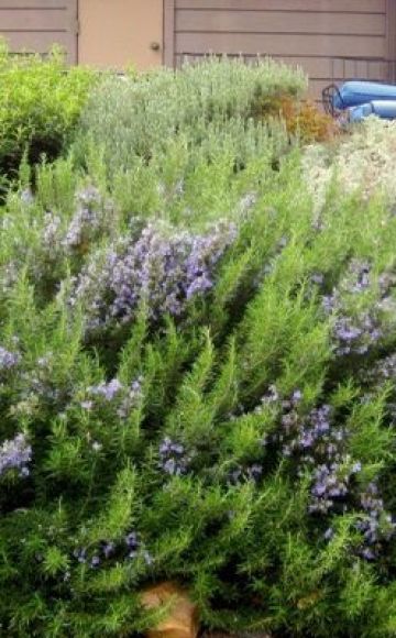 Πώς να μεγαλώσετε σωστά και να φροντίσετε το δεντρολίβανο σε εξωτερικούς χώρους στη μέση λωρίδα