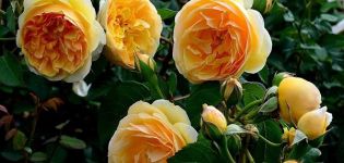 Beschreibung der Rosensorte Greham Thomas, Pflanzen und Pflegen, Beschneiden und Vermehrung