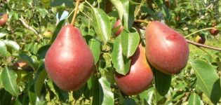 Descrição das variedades de pêra Nadyadnaya Efimova e características de cultivo