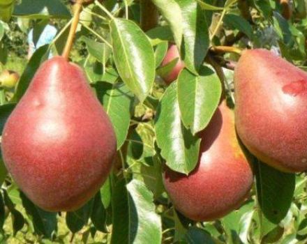 Beschreibung der Birnensorten Nadyadnaya Efimova und Anbaumerkmale