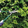 Jak prawidłowo przycinać krzewy berberysu latem, wiosną i jesienią