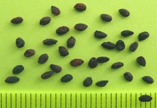 Cómo puedes cultivar grosellas a partir de semillas en casa.