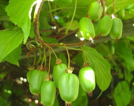 Cultivo y cuidado de actinidia en Siberia, descripción de las mejores variedades de kiwi.