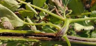 How to deal with blackleg on potatoes?