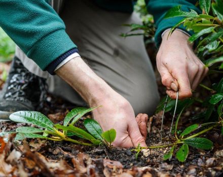 Wie man Rhododendron zu Hause richtig vermehrt