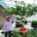 Cultiver et entretenir un tomate à l'extérieur