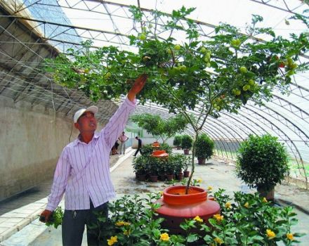 Im Freien einen Tomatenbaum anbauen und pflegen
