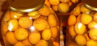 TOP 15 recipes for apricot compote with and without seeds for the winter, with and without sugar