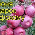 وصف وخصائص شجرة التفاح المتنوعة هدية لقواعد Grafsky والغرس والعناية