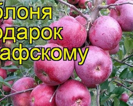 תיאור ומאפייני זן עץ התפוחים מתנה לגרפסקי, כללי נטיעה וטיפול
