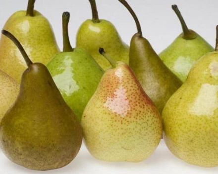 É possível congelar peras no freezer para o inverno e como fazê-lo corretamente