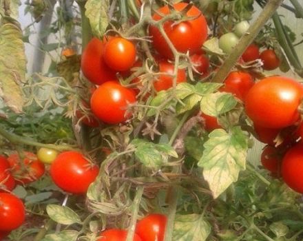 Domates çeşidi Sonata NK F1'in tanımı, özellikleri ve verimi
