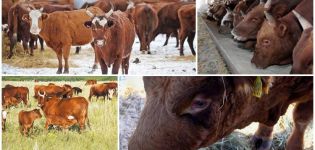 Description and characteristics of Kalmyk breed cows, rules for their maintenance