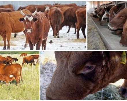 Descrição e características das vacas da raça Kalmyk, regras para sua manutenção
