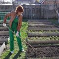Welche Sideraten müssen gesät werden, bevor Erdbeeren gepflanzt werden, und welche Vorteile haben sie?