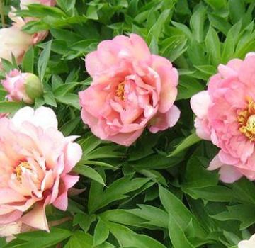 Descriptions and characteristics of the best varieties and hybrids of Ito-pions, planting and care