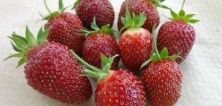 Опис и карактеристике сорти јагода Марисхка, гајење и размножавање