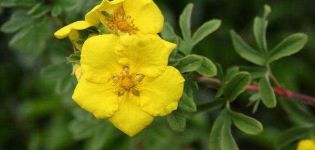Opis krzewu Potentilla Goldstar, sadzenia i pielęgnacji