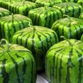 Tecnología de bricolaje para cultivar sandías cuadradas en casa