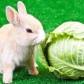 Tavşanları lahana ile beslemek ve ona ne kadar vermek mümkün mü