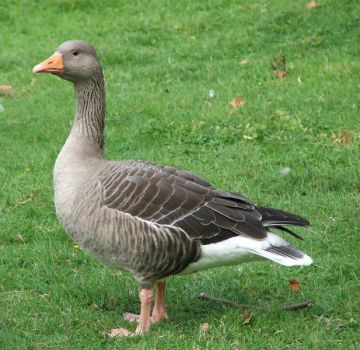 Wie viele Tage wachsen Enten zum Schlachten und eine Tabelle mit Fleisch ergibt sich aus dem Lebendgewicht