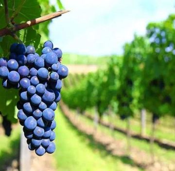 Descrição das variedades de uvas para vinho, que são as melhores para uso doméstico