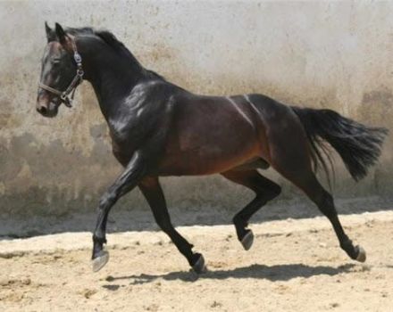Περιγραφή των ρωσικών φυλών ιππασίας και κανόνες συντήρησης