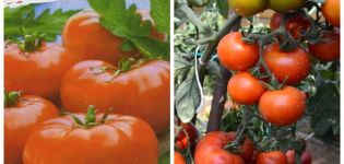 Beskrivelse af tomatsorten Mona Lisa og dens egenskaber