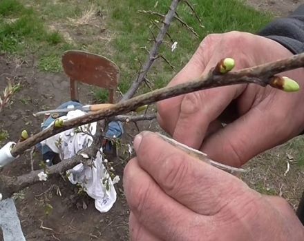 Kaip tinkamai pasodinti vyšnias vasarą su jaunais žaliais akimis, metodai, laikas ir priežiūra