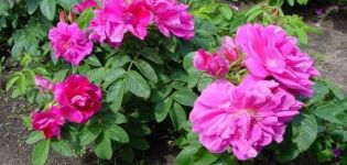 Beschreibung der besten Sorten faltiger Rosen, Fortpflanzung, Pflanzung und Pflege