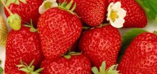 Ostara-mansikoiden kuvaus ja korjaus, istutus ja hoito
