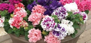 Beskrivelse av varianter av frotté petunia, beplantning, dyrking og stell