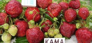 Beschreibung und Eigenschaften von Kama-Erdbeeren, Anbau und Pflege