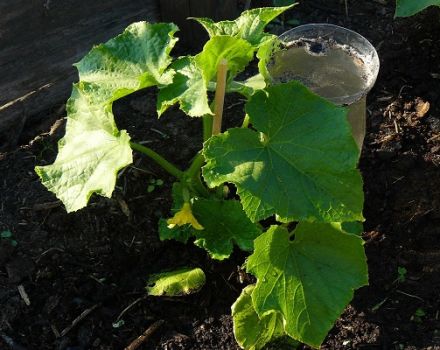 Qué hacer si las plántulas de pepino están congeladas, que temperatura pueden soportar