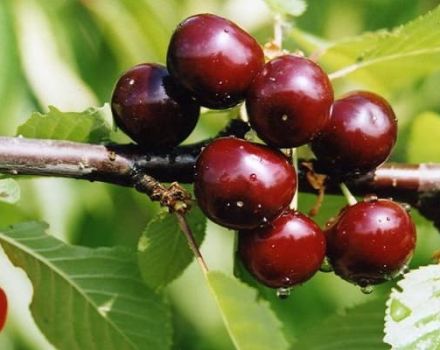 Breeding history, description and characteristics of the Minx cherry variety and growing rules