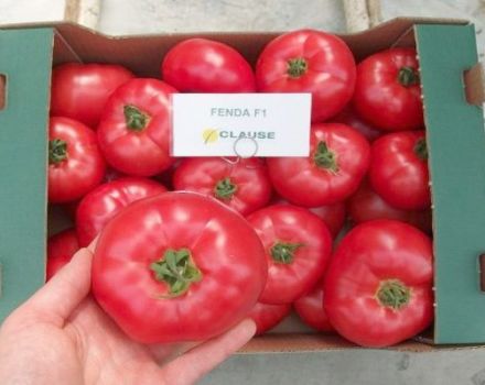 Characteristics and description of the Fenda tomato variety, its yield