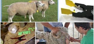 Top 5 des façons de marquer les moutons et comment vous pouvez étiqueter à la maison