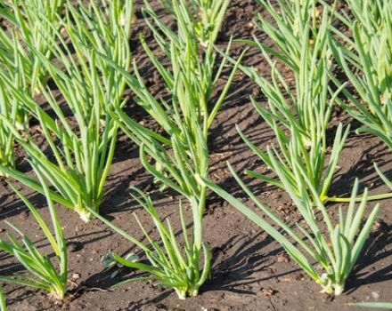 What can you plant in the garden after the onion next year?