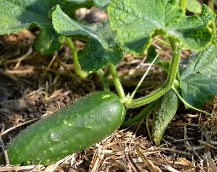 Como usar fertilizante nitrofoska para pepinos corretamente