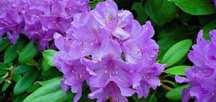 70 species and varieties of rhododendrons with description and characteristics
