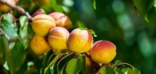 Περιγραφή της ποικιλίας βερίκοκου Απόλαυση και χαρακτηριστικά απόδοσης και ανθεκτικό στον παγετό