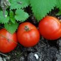 Eigenschaften und Beschreibung der Tomatensorte Gruntovy Gribovsky