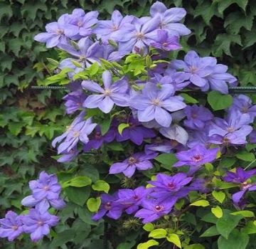 Descrição das melhores variedades de clematite e características das variedades