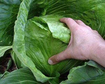 Πώς να αντιμετωπίσετε το blackleg στο λάχανο, τι να κάνετε, τη σωστή θεραπεία