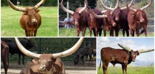 Das Aussehen und die Eigenschaften von Wildbullen und Kühen der Watussi-Rasse, Zucht
