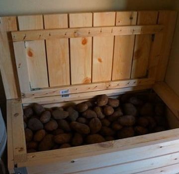 Wie man einen Rettich für den Winter zu Hause in einem Keller oder einer Wohnung aufbewahrt, kann man einfrieren