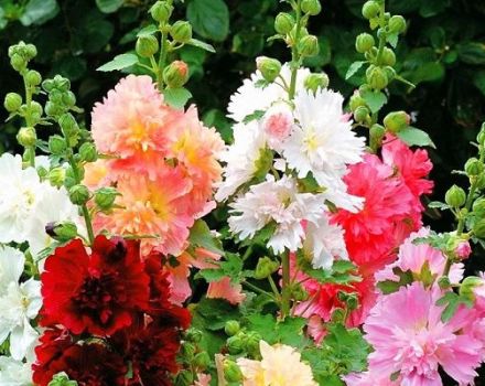 Description of the best varieties of stock roses, planting, growing and care in the open field