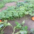 Warum fallen Kürbisfrüchte und Eierstöcke werden auf dem offenen Feld im Garten gelb