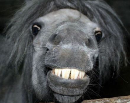 Ako je možné určiť vek koňa a čo ovplyvňuje jeho životnosť?
