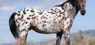 Описание и характеристики на коне Appaloosa, характеристики на съдържанието и цената